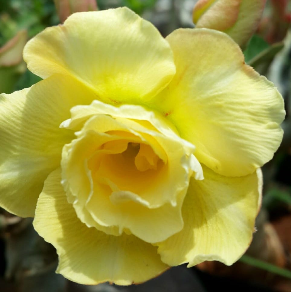 Grafted Adenium Code : 9