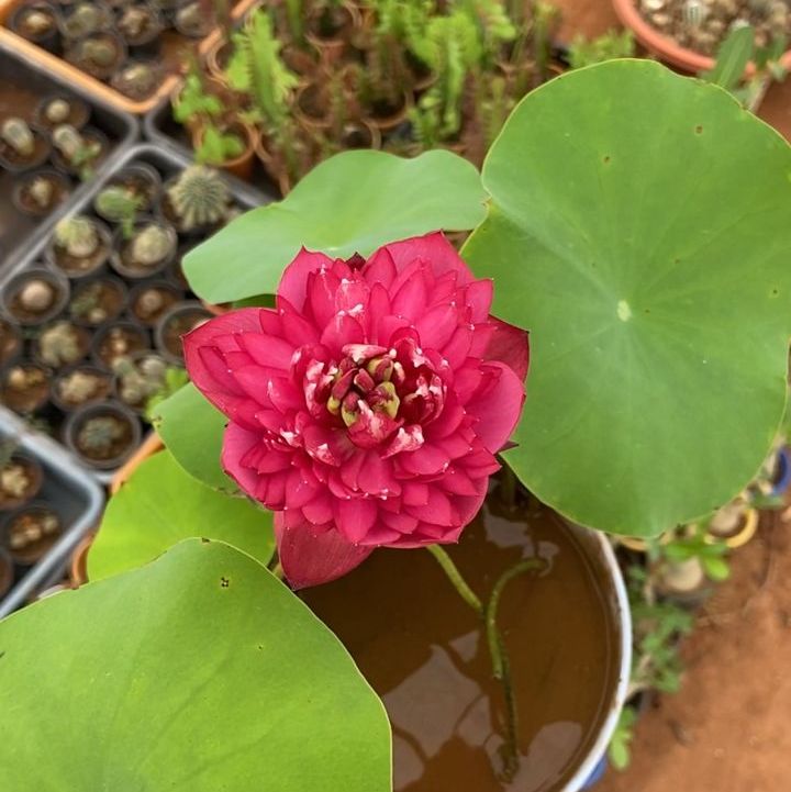 Bowl Lotus Affection 16