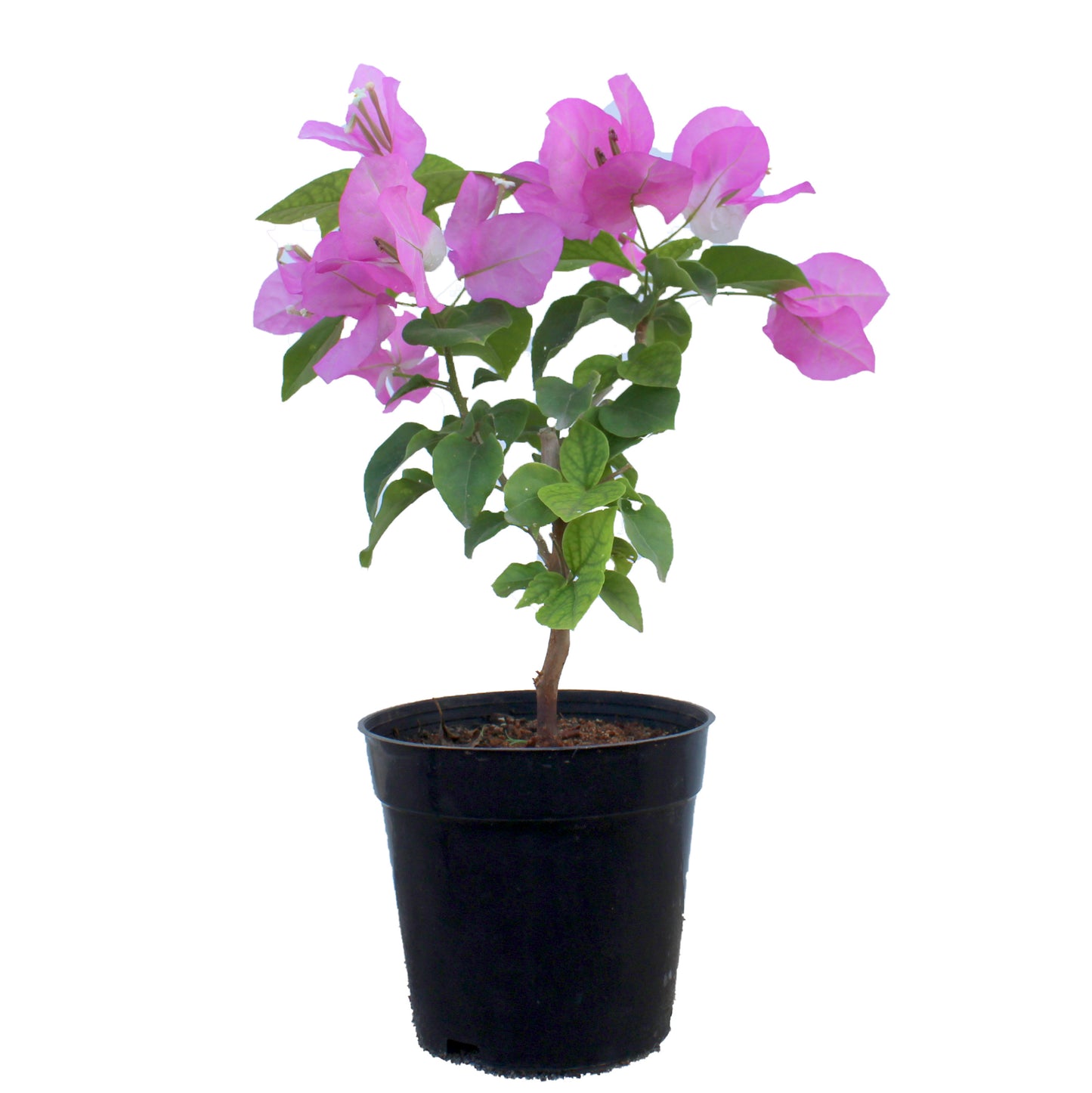 Bougainvillea ( Any Colour )
