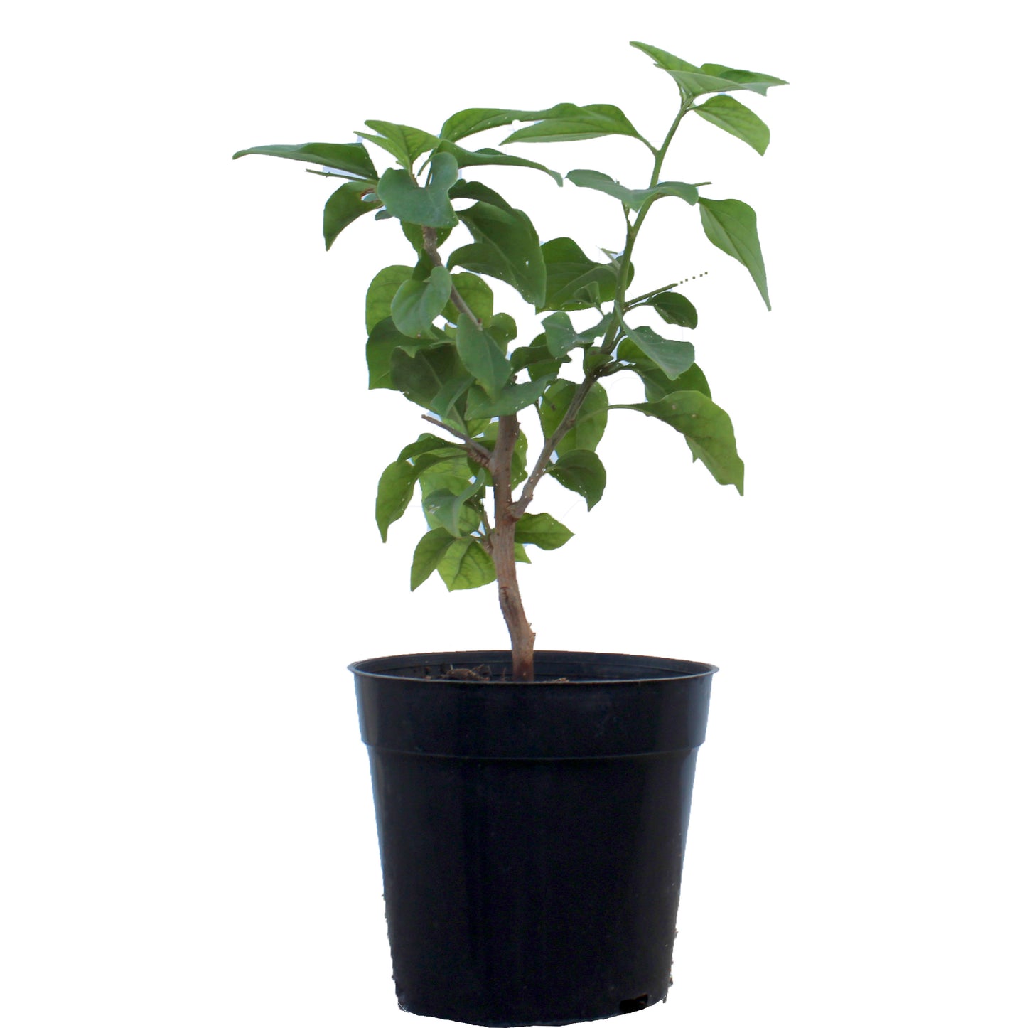 Bougainvillea (white)