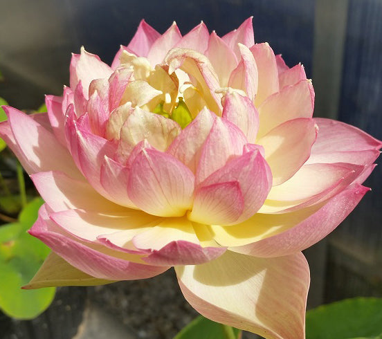 Love birds Lotus ( code 26 )