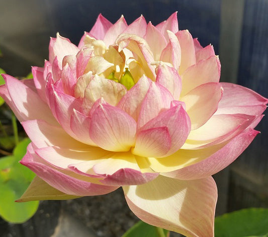 Love birds Lotus ( code 26 )