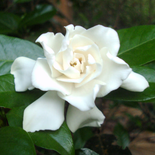 Gandhraj Plant with 4 inch Pot