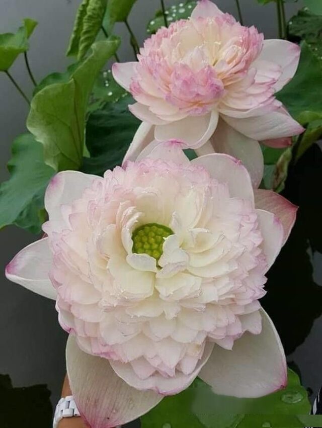 Super Lotus Sayana Anil Lotus  ( code 5 )