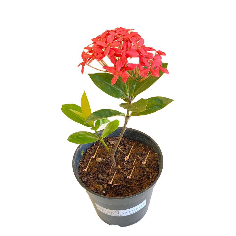 Ixora Pink