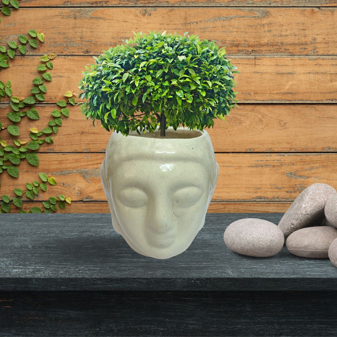 Ceramic Buddha Pot Home, Indoor Décor & Gifting