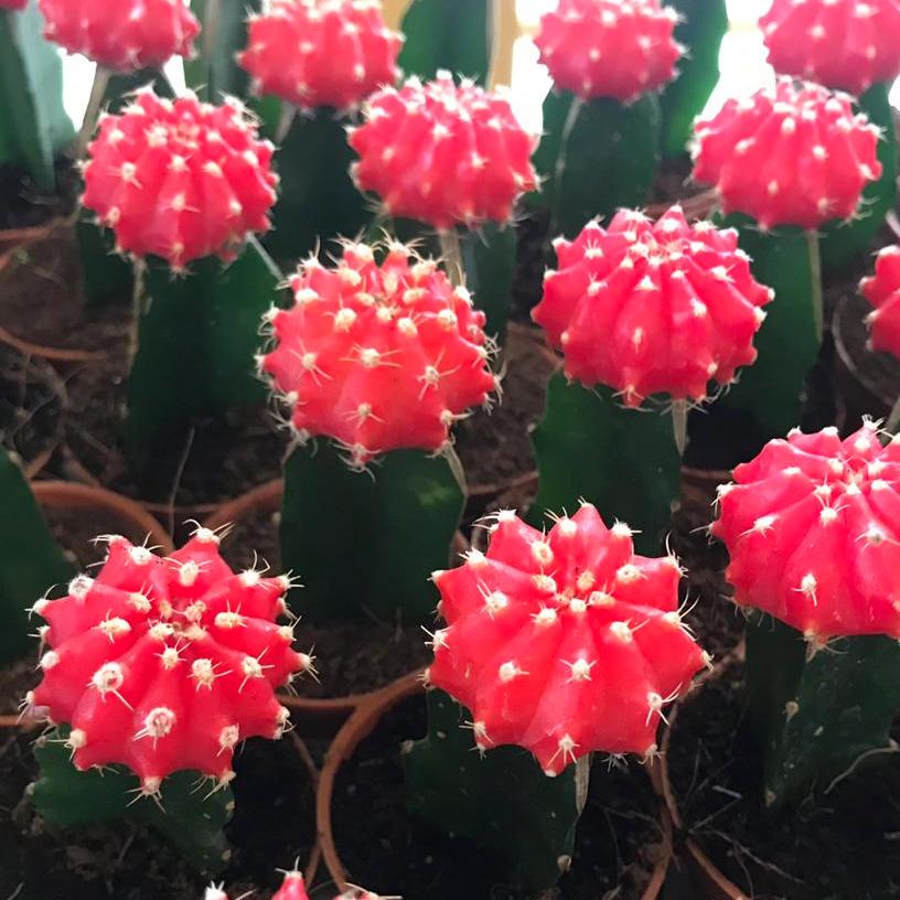 Moon Cactus  Any Colour (Pack of 6)