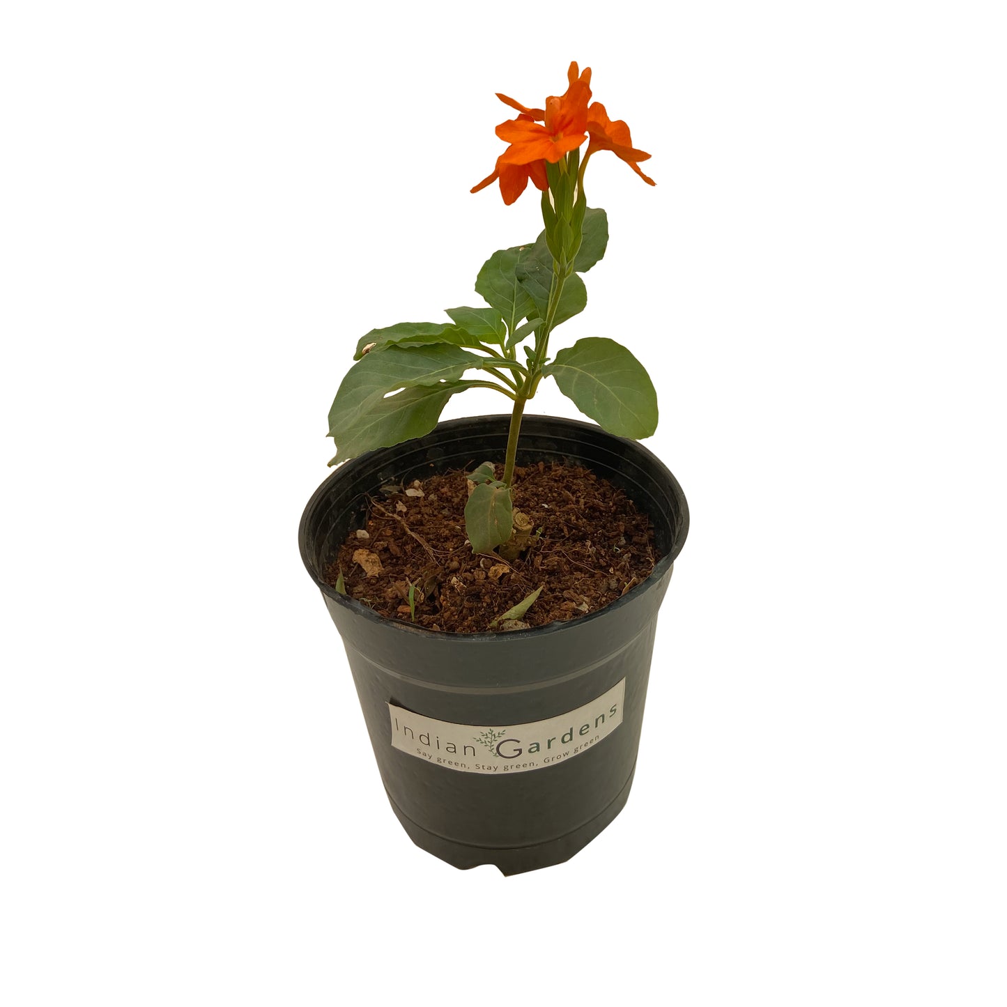 Lakshmi and Delhi Kanakambaram