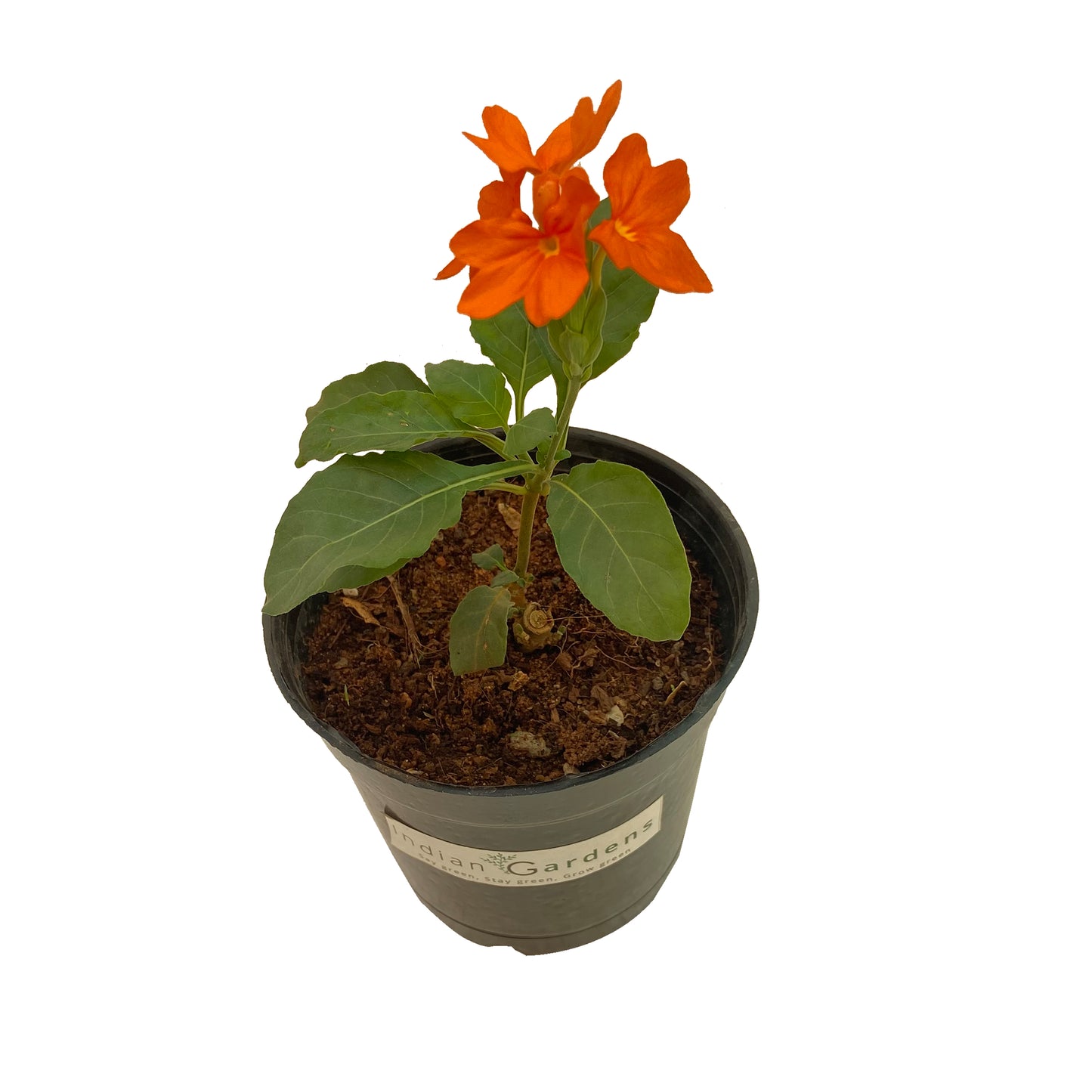 Delhi Kanakambaram/Firecracker Flower