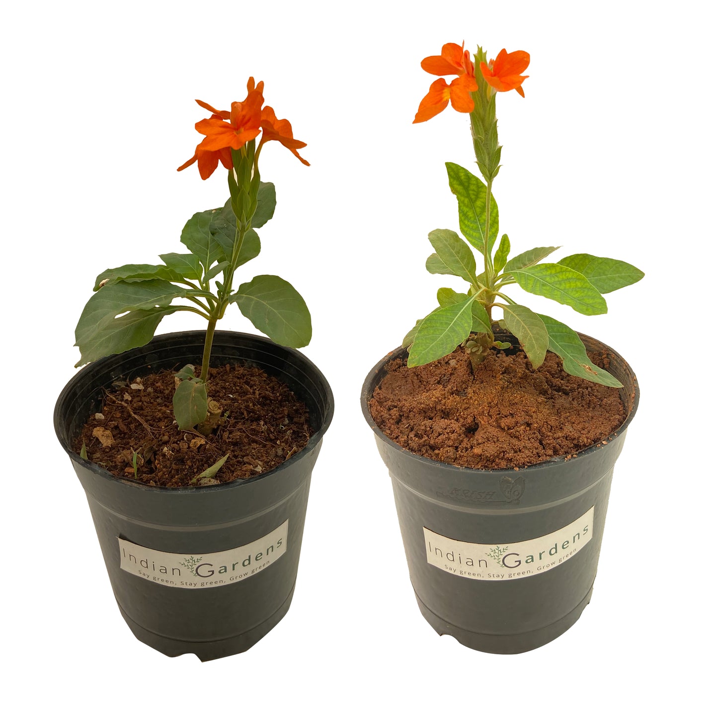 Lakshmi and Delhi Kanakambaram