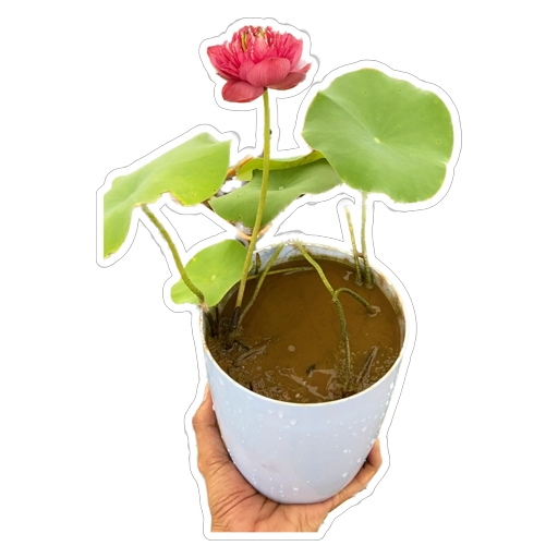 Bowl Lotus Affection 16