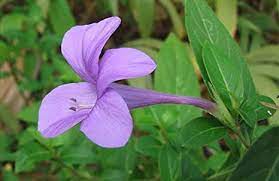 Barleria