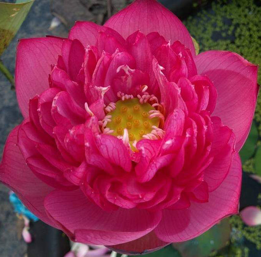 Linda Lotus ( code 45 )