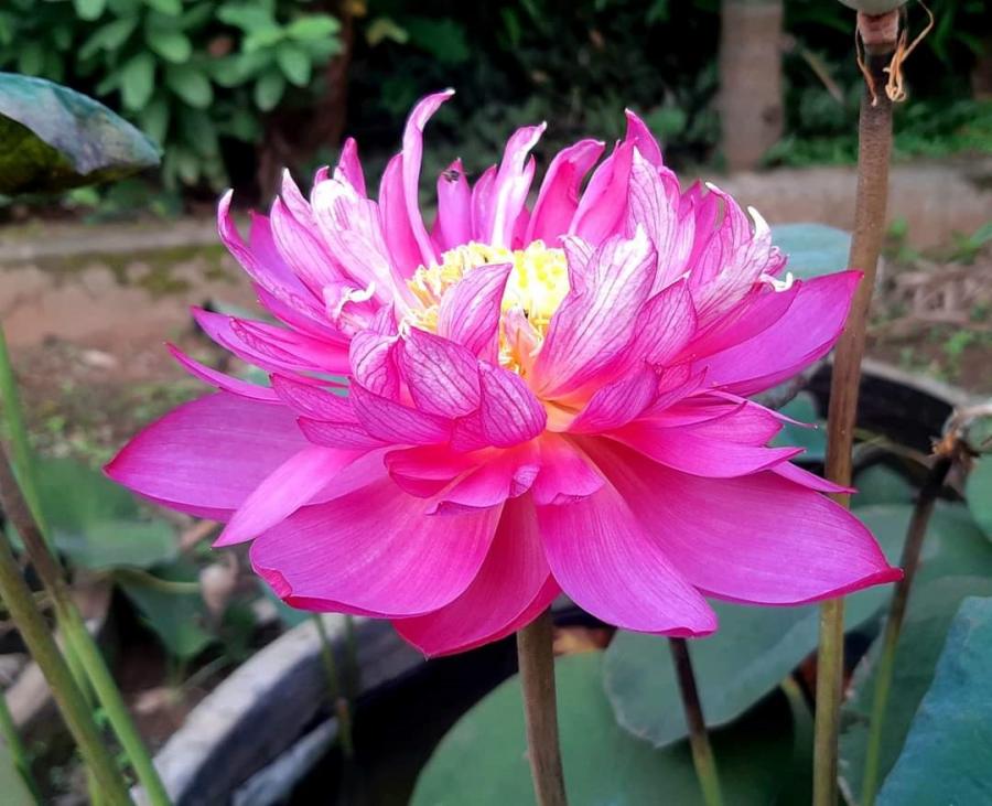 Masterpiece Lotus ( code 15 )