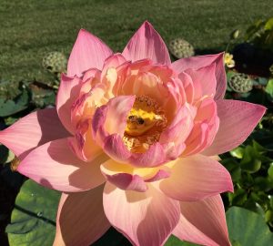 Pink Apple Lotus ( code 47 )