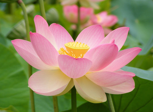 Pink Meadows Lotus ( code 16 )