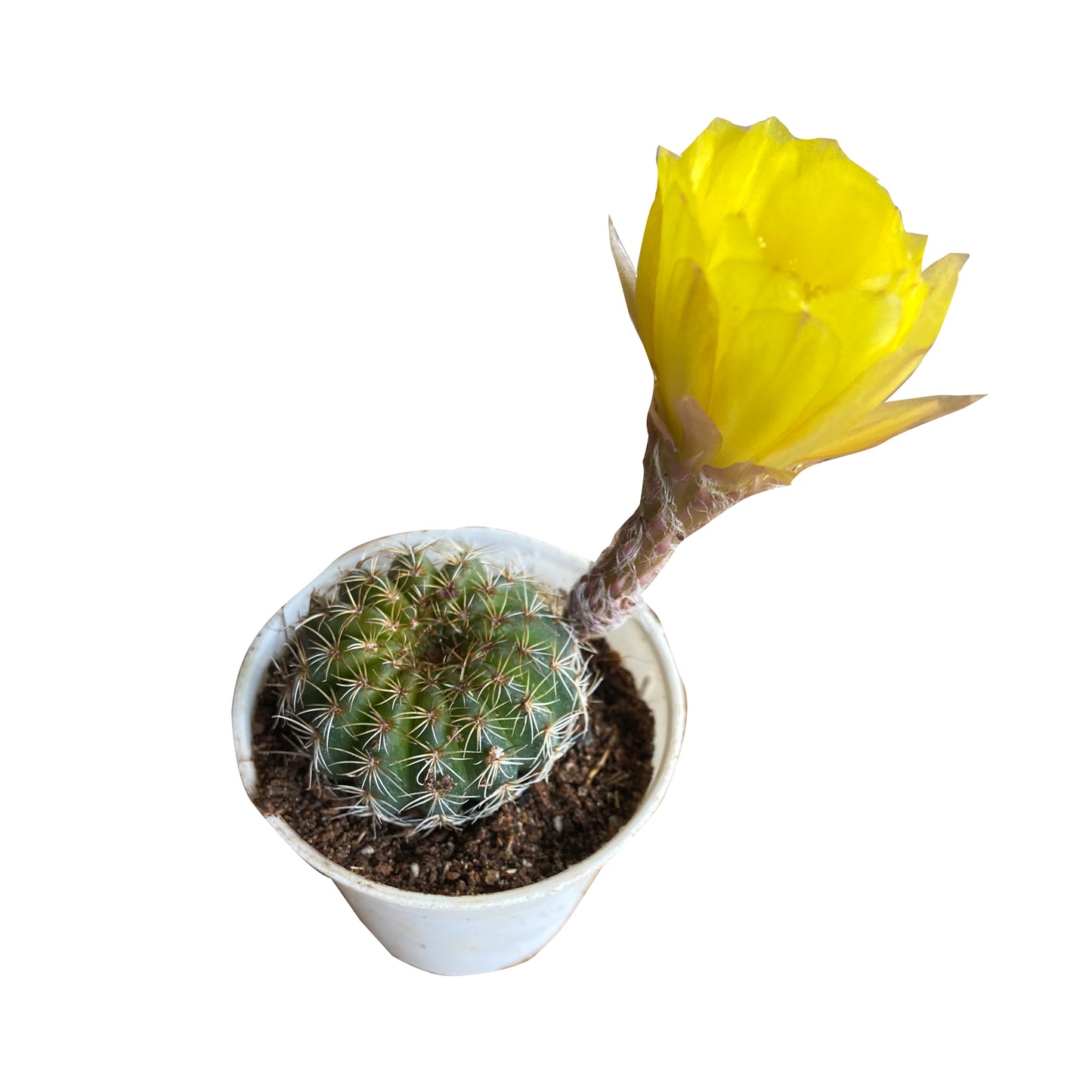 Rebutia yellow Cactus