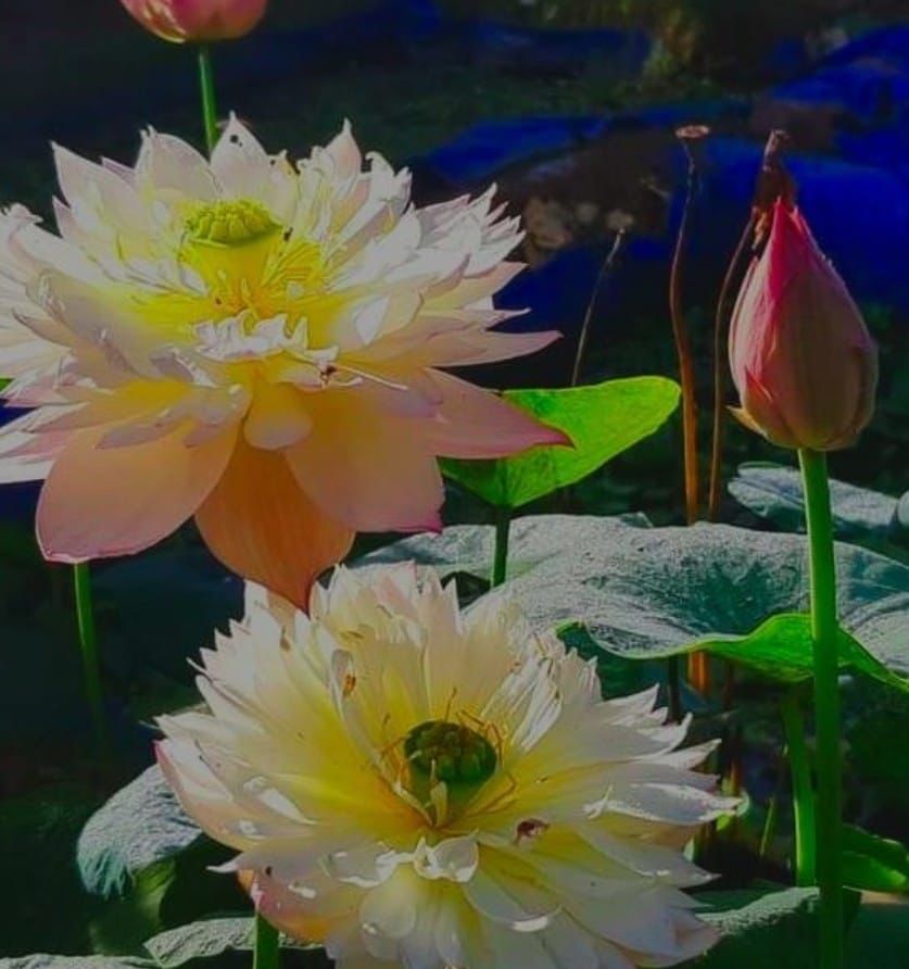 Since Lotus ( code 12 )