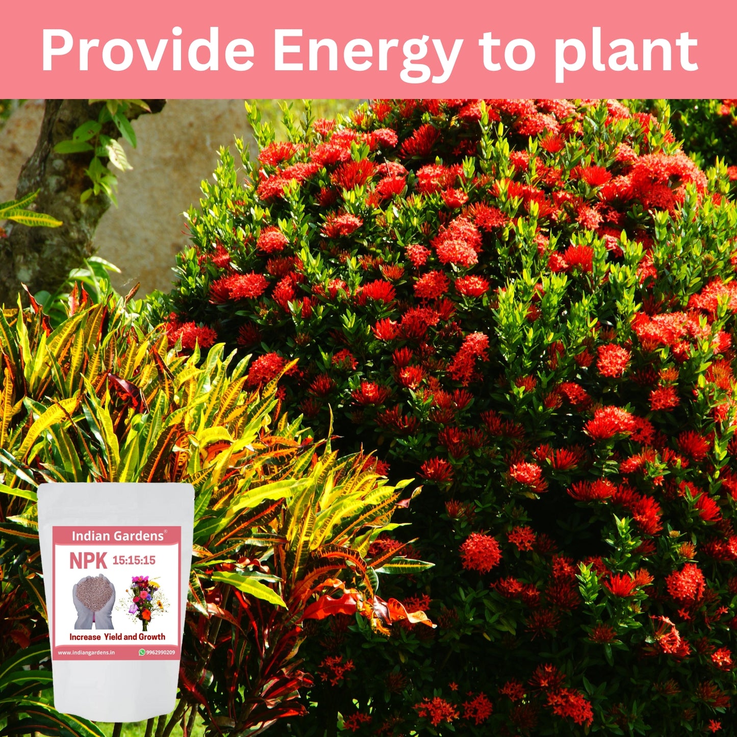 NPK 15:15:15 fertilizer for plants