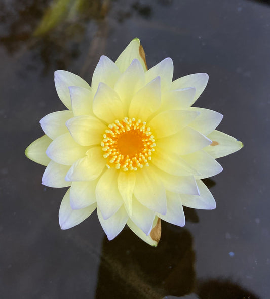 Waterlily