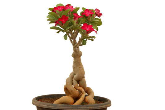 Adenium