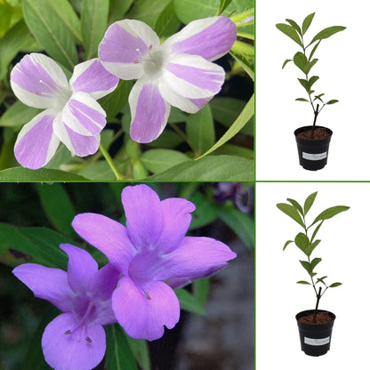 Barleria Lavender Lace & Purple Barleria