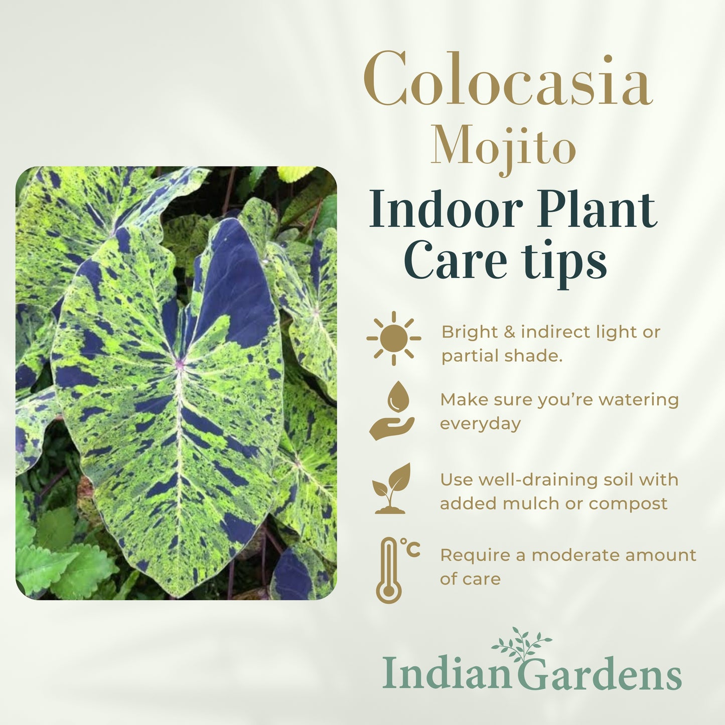 Colocasia Mojito