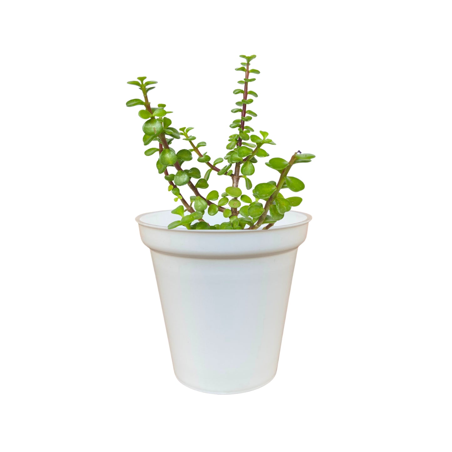 Indoor Plastic Glass White Colour Pots for Home Garden (Set of 10)