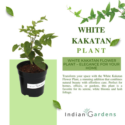 White Kakatan