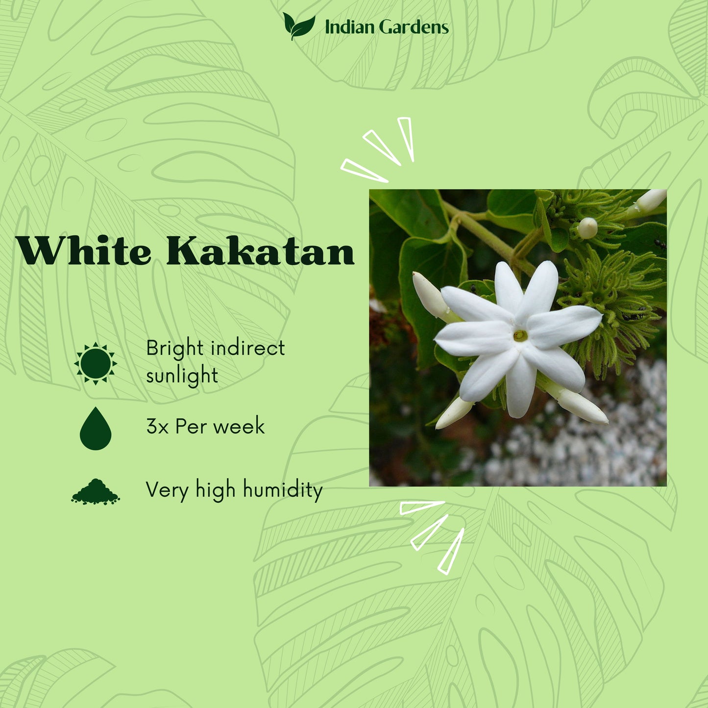 White Kakatan