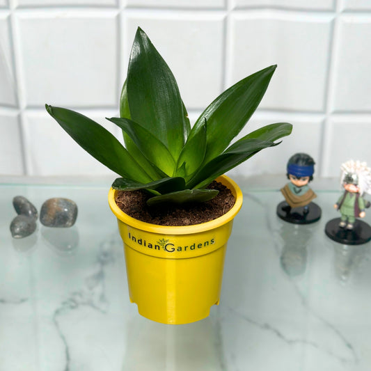 Sansevieria Plant with Premium Pot Indoor Plant