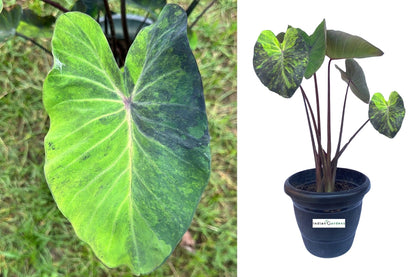 Colocasia Black Marble