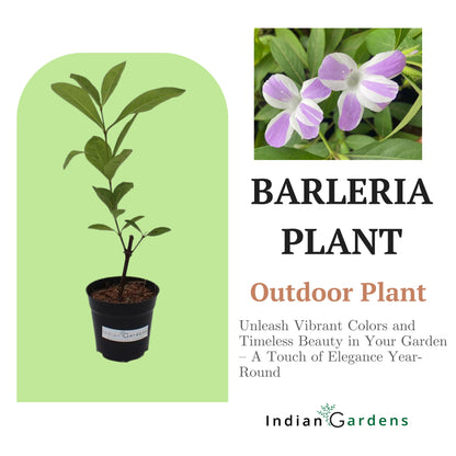 Barleria (two colour)