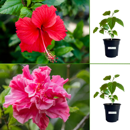 Hibiscus Red & Hibiscus double