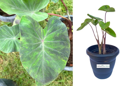 Colocasia Emerald Galaxy