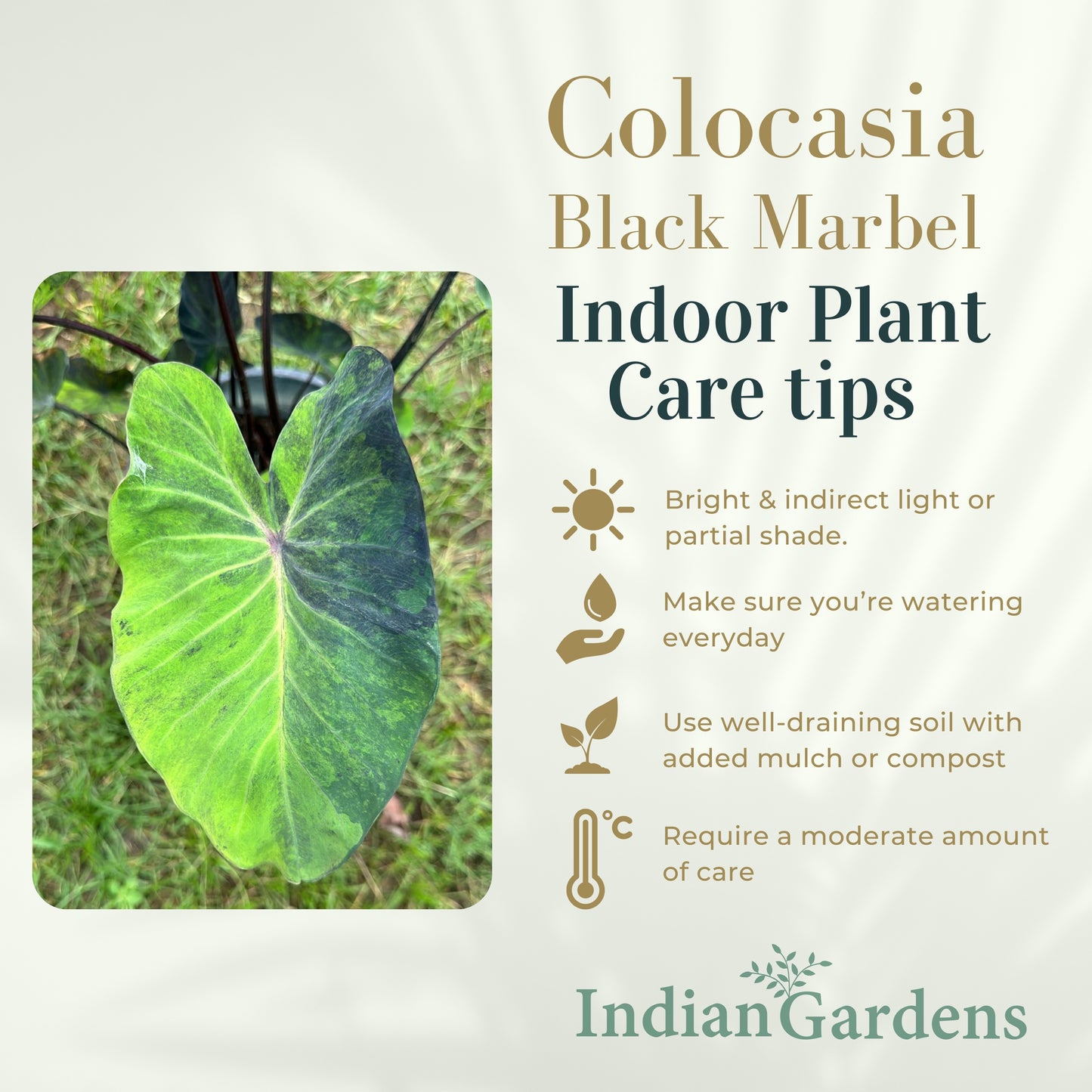 Colocasia Black Marble