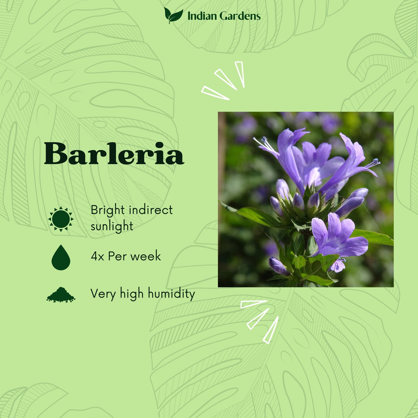 Barleria