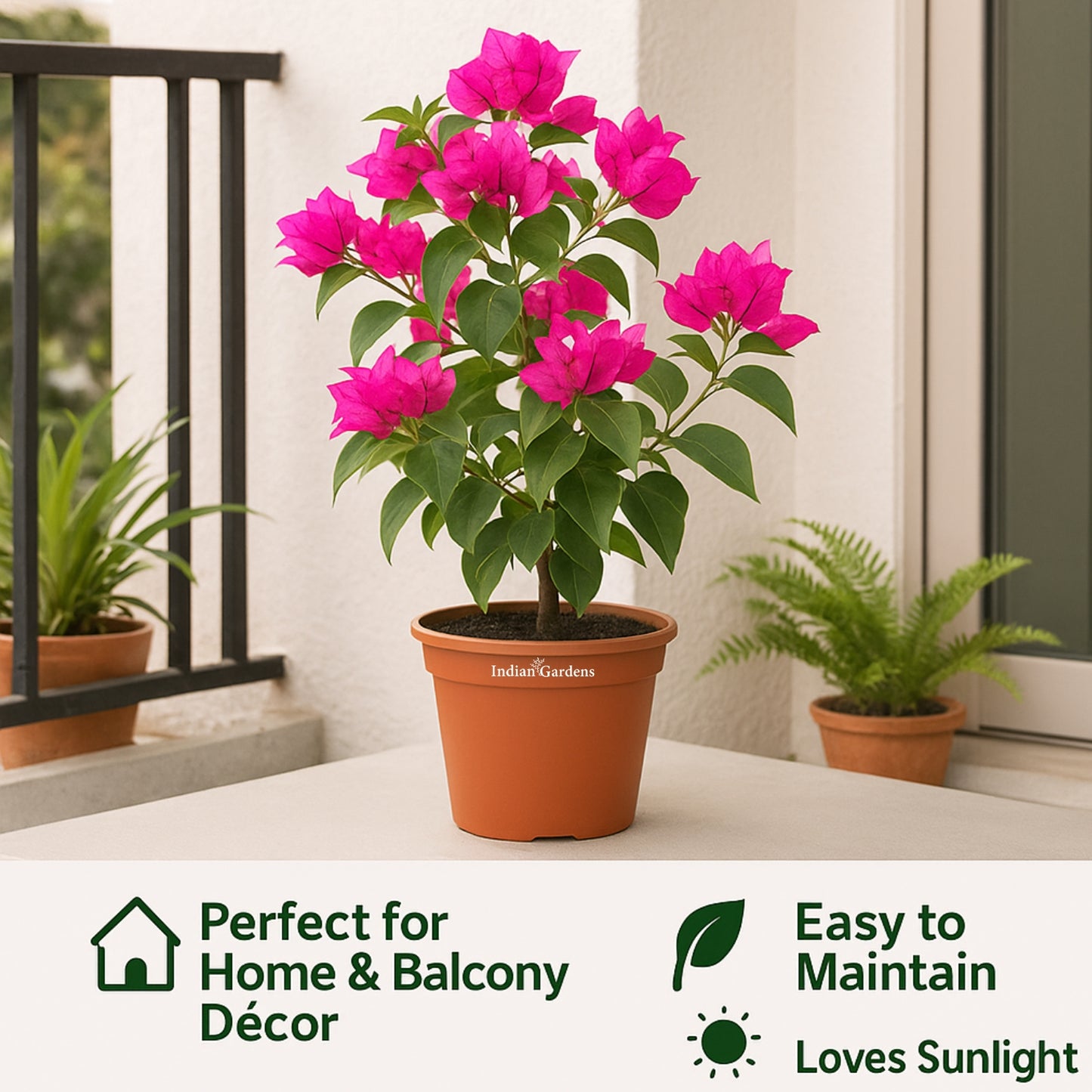 Bougainvillea (Pink)