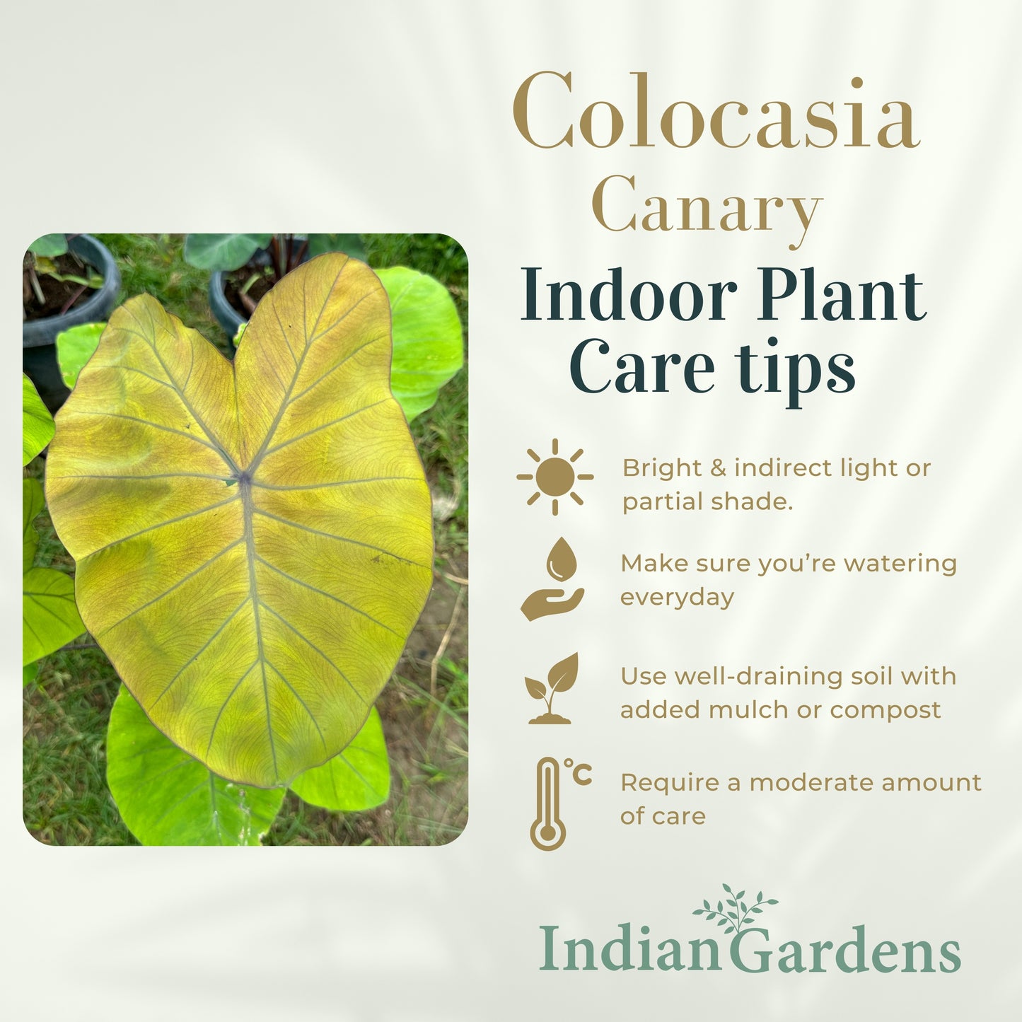 Colocasia Canary