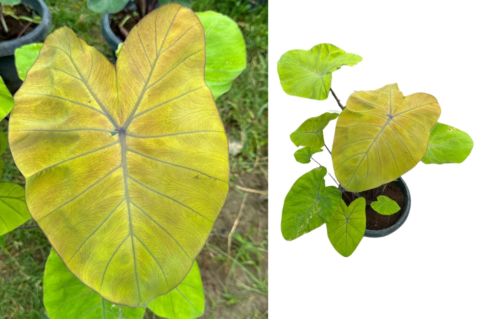 Colocasia Canary