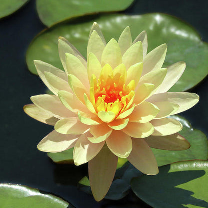 Waterlily ( Yellow ) ( Code 2 )