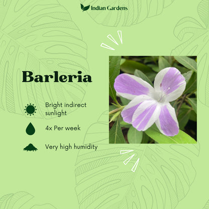 Barleria (two colour)