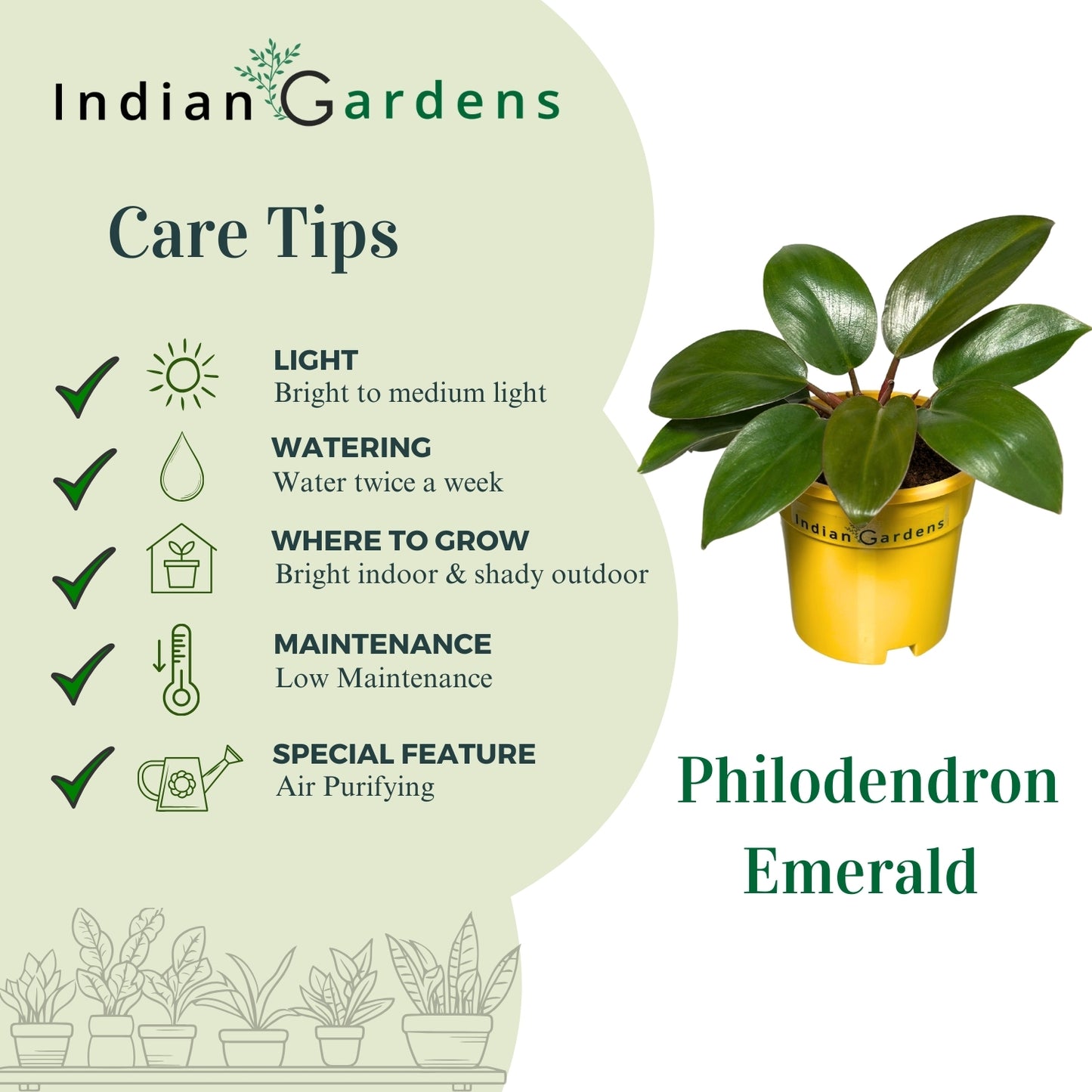 Philodendron Plant with Premium Pot Indoor Plant