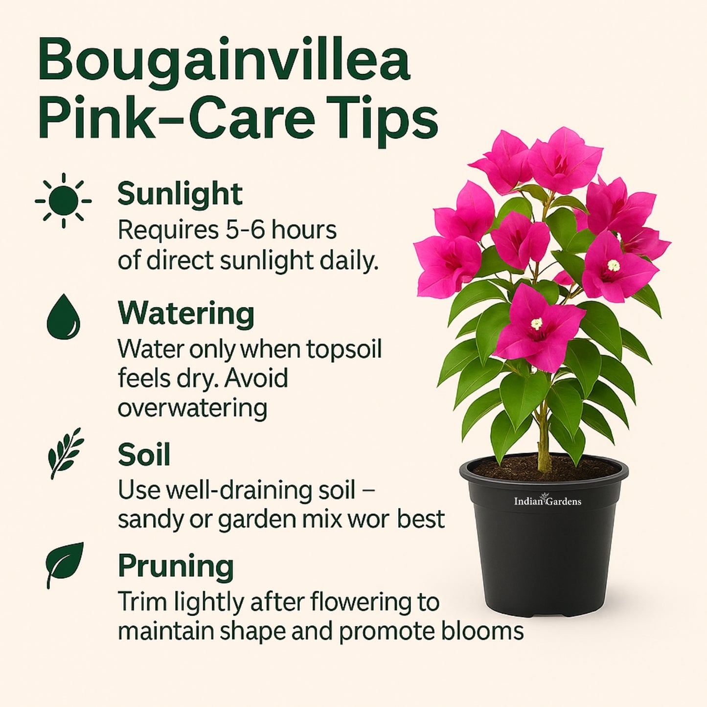 Bougainvillea (Pink)
