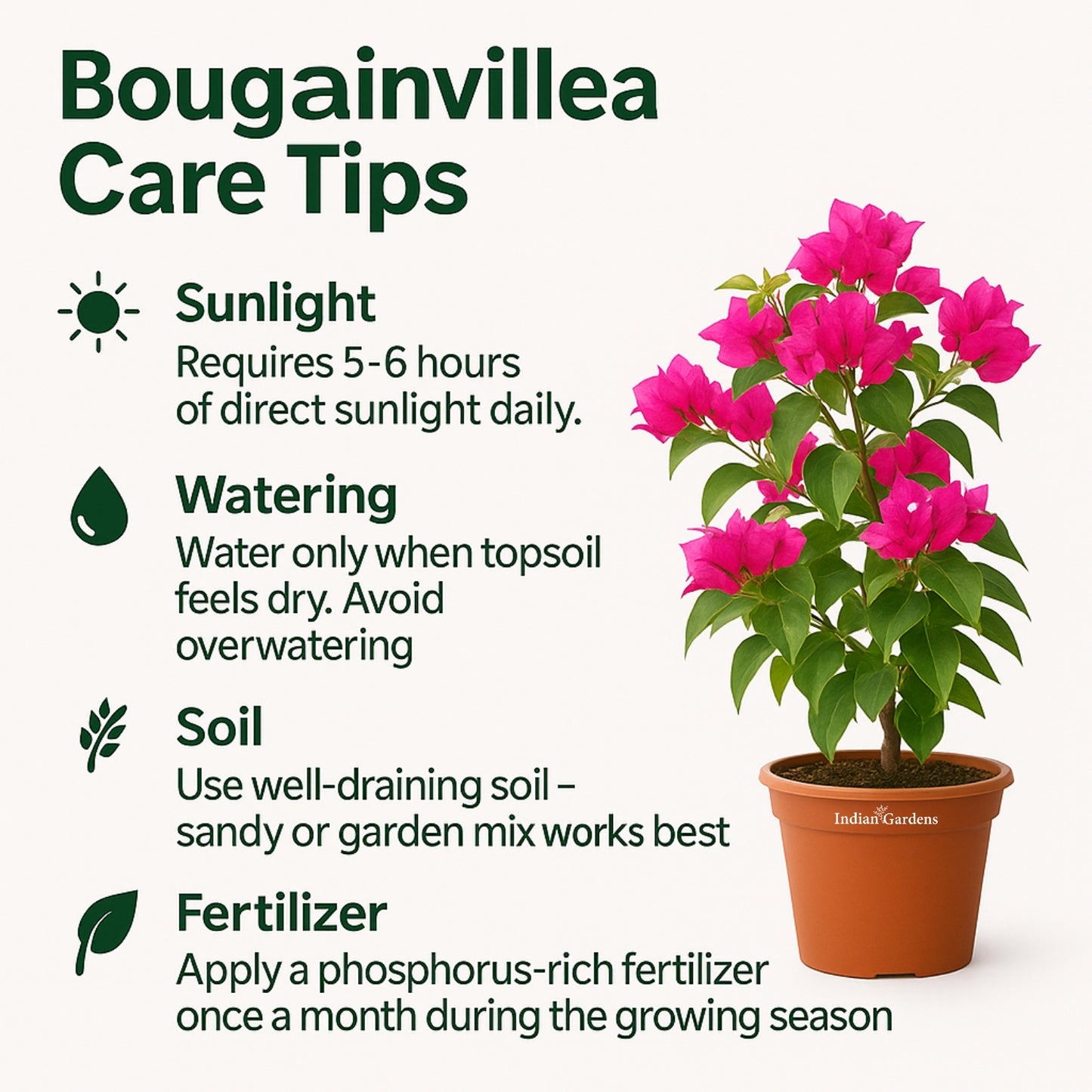 Bougainvillea (Pink)