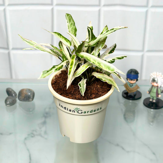 Syngonium Starlight with Premium Pot Indoor Plant