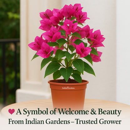 Bougainvillea ( White, Pink )