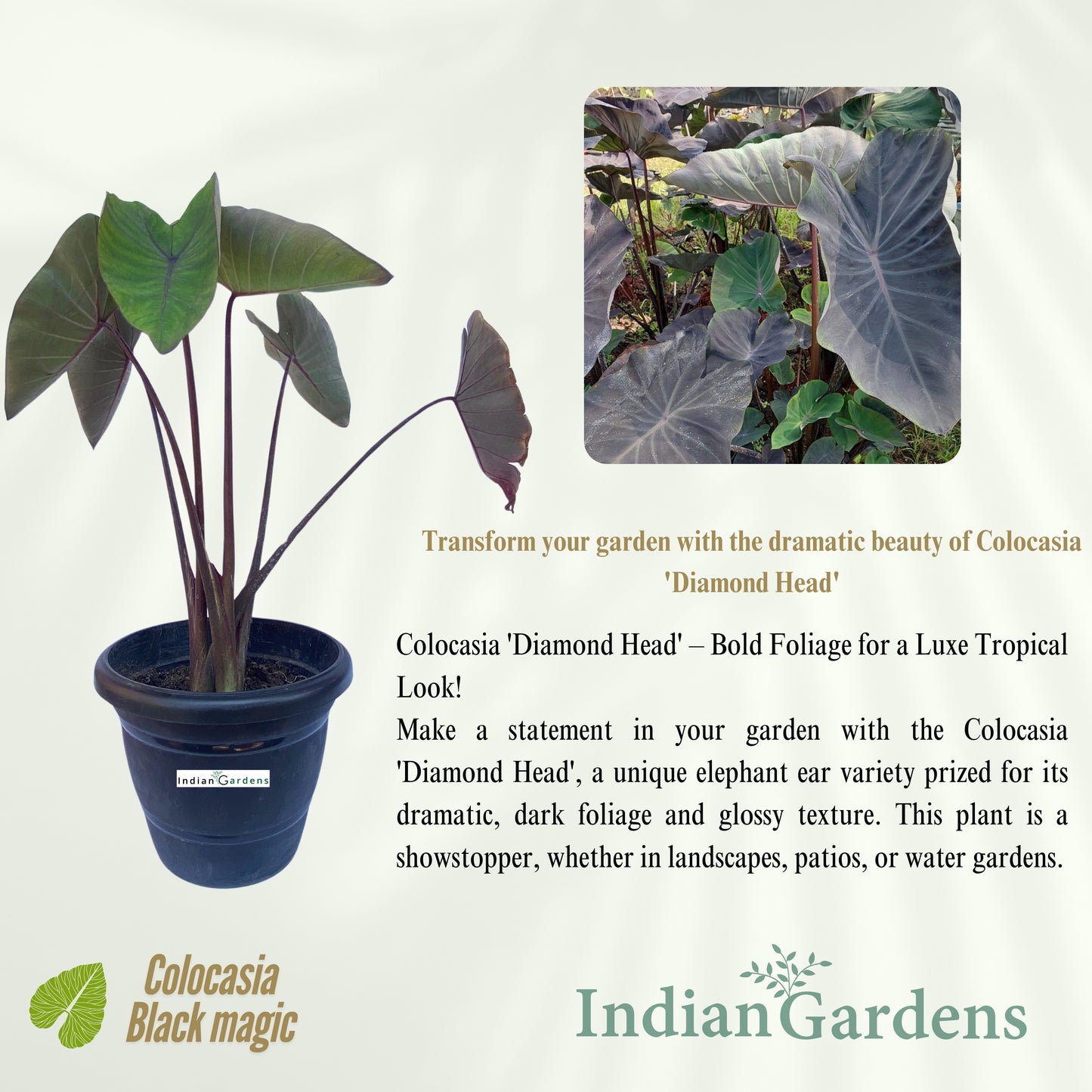 Colocasia Black Magic