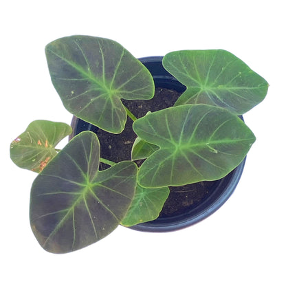 Colocasia Coal Minor