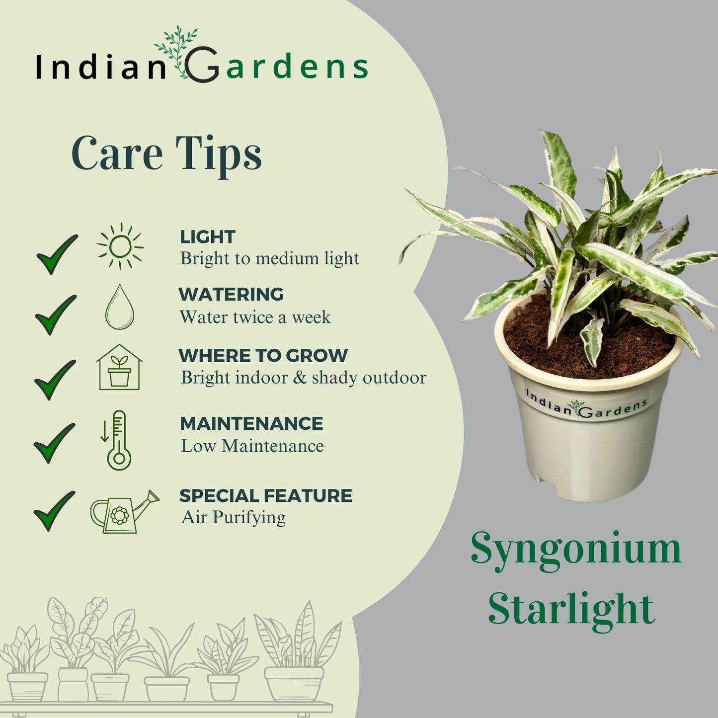 Syngonium Starlight with Premium Pot Indoor Plant